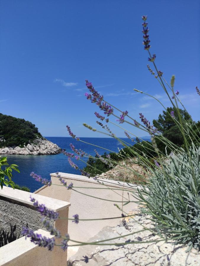 Lesic Zaklopatica Apartma
